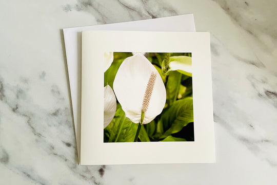 Peace Lily Flower - Nature Greeting Card