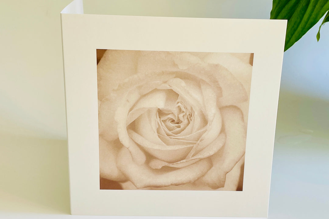 White Rose - Nature Greeting Card