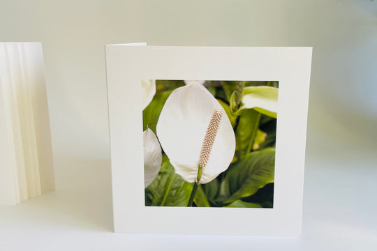 Peace Lily Flower - Nature Greeting Card