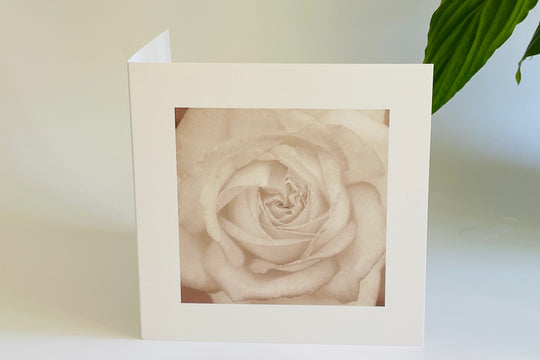 White Rose - Nature Greeting Card
